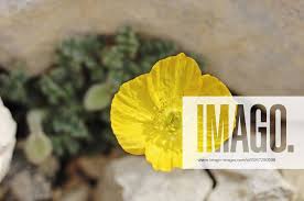 Image result for Alpenmohn