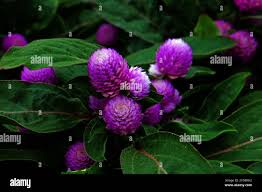 Image result for Kugelamarant