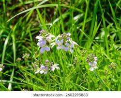 Attēlu rezultāti vaicājumam “Cardamine pratensis leaf”