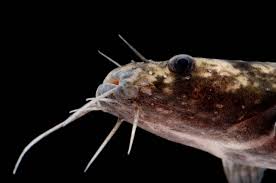 Image result for Pylodictis olivaris