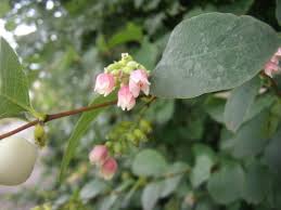 Attēlu rezultāti vaicājumam “Symphoricarpos albus flower”