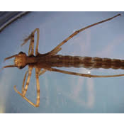 Attēlu rezultāti vaicājumam “Calopterygidae”