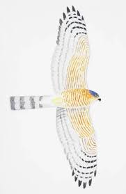 Attēlu rezultāti vaicājumam “Accipiter nisus male”