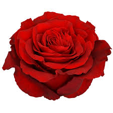 Image result for Red Rose Cc