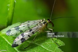 Attēlu rezultāti vaicājumam “Panorpa communis”