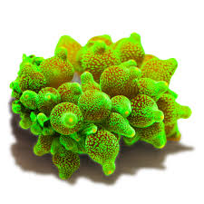 Attēlu rezultāti vaicājumam “Anemone”