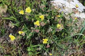 Attēlu rezultāti vaicājumam “Helianthemum nummularium fruit”