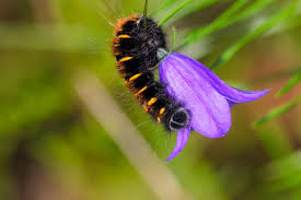 Attēlu rezultāti vaicājumam “Macrothylacia rubi larva”