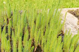 Attēlu rezultāti vaicājumam “Hippuris vulgaris leaf”