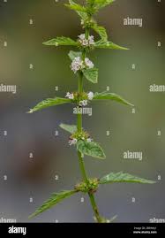 Attēlu rezultāti vaicājumam “Lycopus europaeus flower”