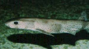 Image result for Scyliorhinus canicula