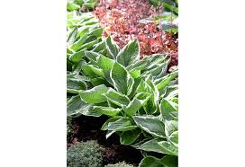 Image result for Hosta fortunei albomarginata