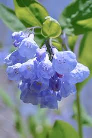 Attēlu rezultāti vaicājumam “Juncus gerardii fruit”