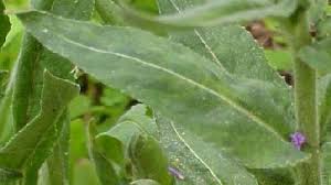 Attēlu rezultāti vaicājumam “Hesperis matronalis leaf”