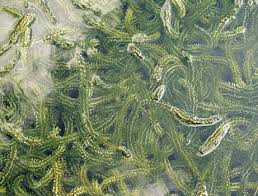 Attēlu rezultāti vaicājumam “Elodea canadensis leaf”