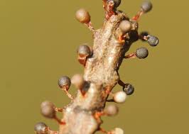 Attēlu rezultāti vaicājumam “Diachea leucopodia stalked”