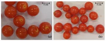 Attēlu rezultāti vaicājumam “Physalis alkekengi fruit”