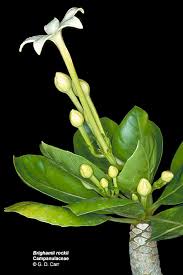 Attēlu rezultāti vaicājumam “Lobeliaceae”