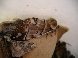 Attēlu rezultāti vaicājumam “Endromis versicolora”