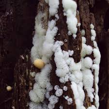 Attēlu rezultāti vaicājumam “Lycogala leopardinum young”