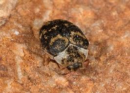 Attēlu rezultāti vaicājumam “Anthrenus museorum”