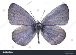 Attēlu rezultāti vaicājumam “Celastrina argiolus underside”