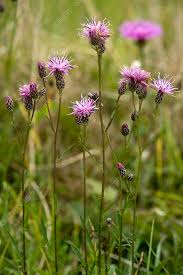 Attēlu rezultāti vaicājumam “Serratula tinctoria flower”