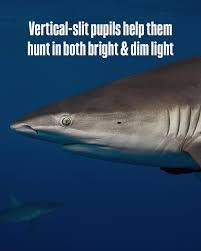 Image result for Carcharhinus galapagensis