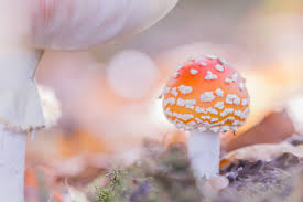 Image result for vliegenzwam