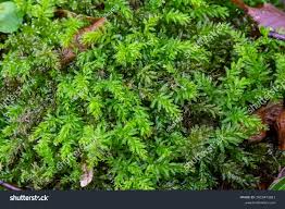 Attēlu rezultāti vaicājumam “Mnium hornum”