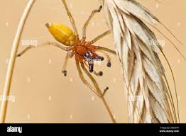 Attēlu rezultāti vaicājumam “Cheiracanthium sp. male”