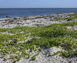 Attēlu rezultāti vaicājumam “Honckenya peploides”