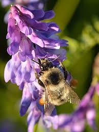 Attēlu rezultāti vaicājumam “Vicia cracca bud”