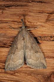 Attēlu rezultāti vaicājumam “Hypena rostralis”