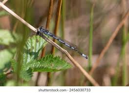 Attēlu rezultāti vaicājumam “Coenagrion pulchellum male”