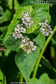 Attēlu rezultāti vaicājumam “Fagopyrum esculentum flower”