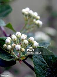 Attēlu rezultāti vaicājumam “Aronia melanocarpa bud”
