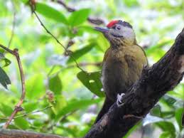 Attēlu rezultāti vaicājumam “Picus canus”
