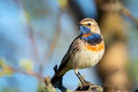 Attēlu rezultāti vaicājumam “Luscinia svecica”