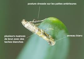 Attēlu rezultāti vaicājumam “Gracillaria syringella imago”