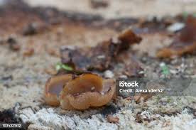 Attēlu rezultāti vaicājumam “Peziza varia”