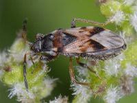 Attēlu rezultāti vaicājumam “Scolopostethus thomsoni”