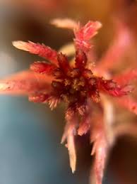 Attēlu rezultāti vaicājumam “Sphagnum russowii”