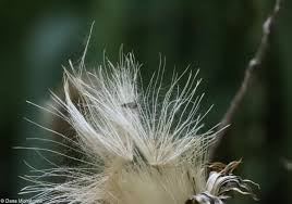Attēlu rezultāti vaicājumam “Cirsium palustre fruit”