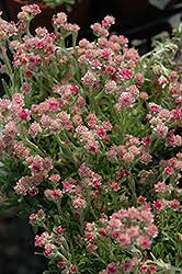 Attēlu rezultāti vaicājumam “Antennaria dioica leaf”