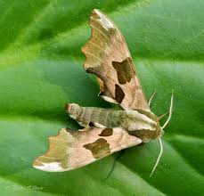 Attēlu rezultāti vaicājumam “Mimas tiliae”