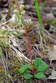 Attēlu rezultāti vaicājumam “Pyrola chlorantha”