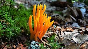 Attēlu rezultāti vaicājumam “Calocera viscosa”