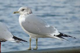 Attēlu rezultāti vaicājumam “Larus canus adult”