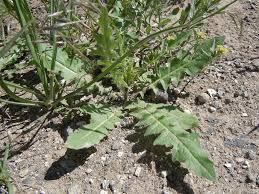Attēlu rezultāti vaicājumam “Sisymbrium altissimum”